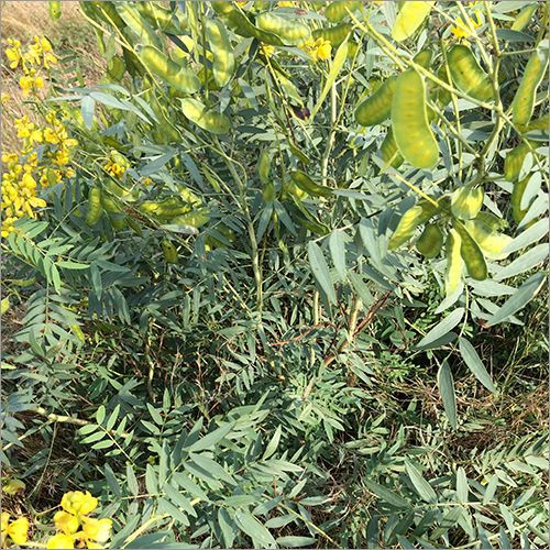 सेना लीफ