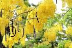 Cassia Fistula Dry Extract Direction: As Directed By Physician