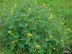 Cassia Occidenalis Dry Extract Direction: As Directed By Physician