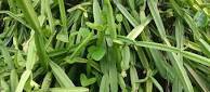 Cissus Quadrangularis Dry Extract Direction: As Directed By Physician