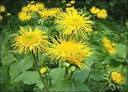 Inula Racemosa Dry Extract - Standardized for Volatile Oil Min. 1.0% | Herbal Extract Powder, Anti-Inflammatory, Antioxidant, Supports HDL Cholesterol, Relieves Chronic Bronchitis