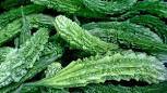 Momordica Chiranta Dry Extract Direction: As Diected By Physician