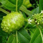 Morinda Citrifolia Dry Extract Direction: As Directed By Physician