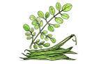 Moringa Oleofera Dry Extract Direction: As Directed By Physician