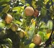 Myristica Fragrance Dry Extract Direction: As Directed By Physician
