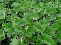 Peuraria Tuberosa Dry Extract Direction: As Directed By Physician