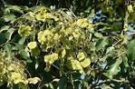 Pterocarpus Marsupium Dry Extract Direction: As Directed By Physician