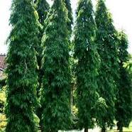Saraca Indica Dry Extract Direction: As Advised By Physician