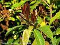 Herbal Product Symplocos Racemosa Dry Extract