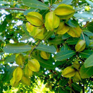 Terminalia Arjuna Dry Extract Direction: As Advised By Physician
