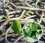 Tinospora Cardifolia Dry Extract Direction: As Advised By Physician
