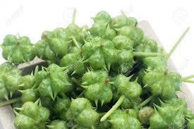 Tribulus Terrestris Dry Extract Direction: As Advised By Physician