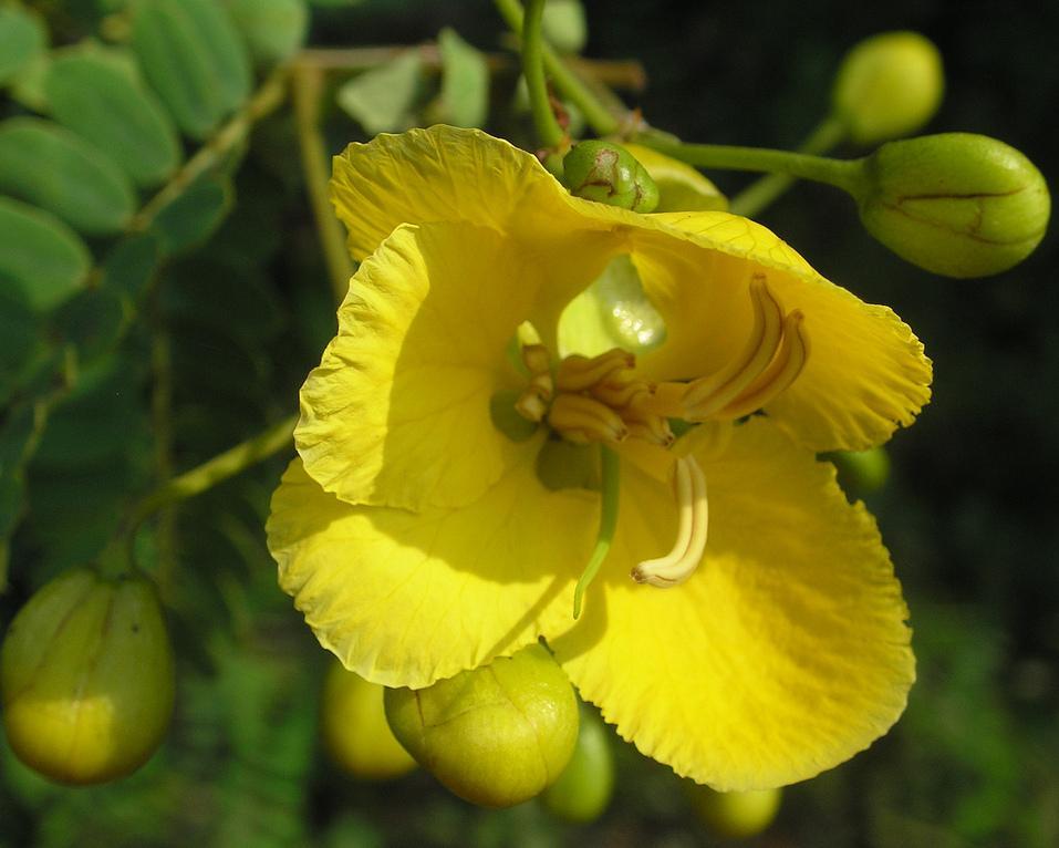 Senna Leaves - Dried Herbal Leaf, Yellow Color , Sealed Bag For Constipation Relief, Digestive Issues, Weight Loss Support, 12 Months Shelf Life