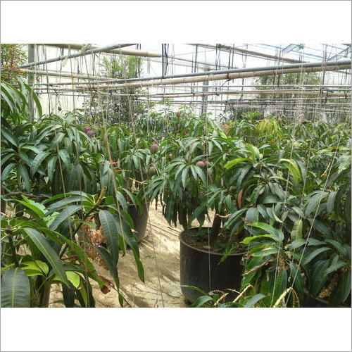 Plants Greenhouse