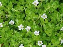 Herbal Product Bacopa Monneri Dry Extract