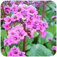 Bergania Lingulata Dry Extract Direction: As Advised By Physician