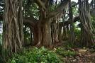 Ficus Bengalensis Dry Extract Direction: As Advised By Physician