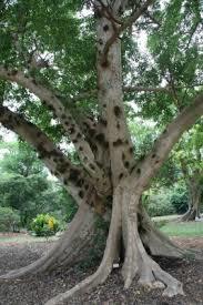 Ficus Racemosa Dry Extract Direction: As Advised By Physician