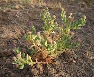Sphaeranthus Indicus Dry Extract Direction: As Advised By Physician