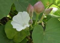 Ipomea Turpethum शुष्क निष्कर्ष