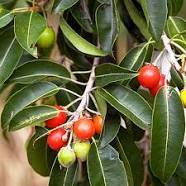 Mimusops Elangi Dry Extract Direction: As Advised By Physician
