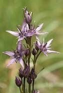 Sweteria Chirata Dry Extract Direction: As Advised By Physician