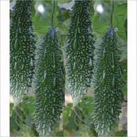 अभिलाष F1 हाइब्रिड करेले के बीज