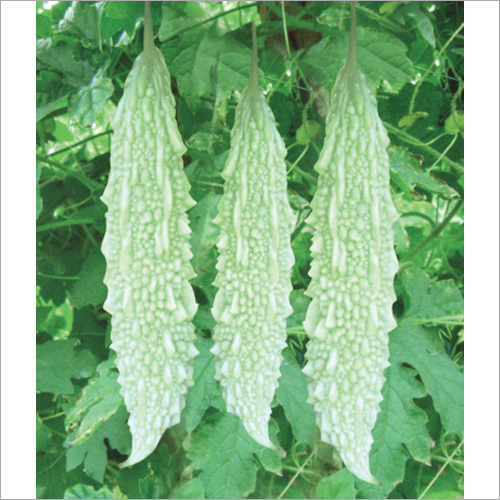 भारत F1 हाइब्रिड करेले के बीज