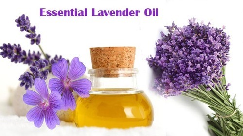 Lavender Oil