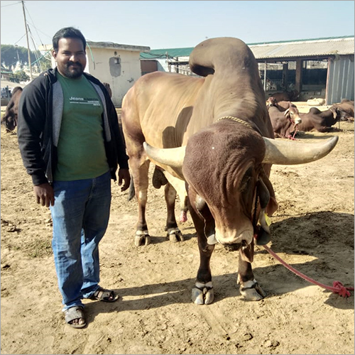 गीर नस्ल का बैल
