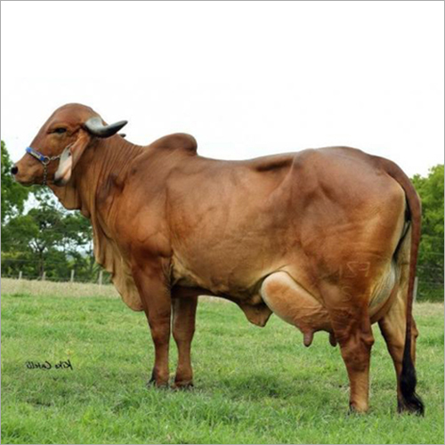 भूरी गिर गाय