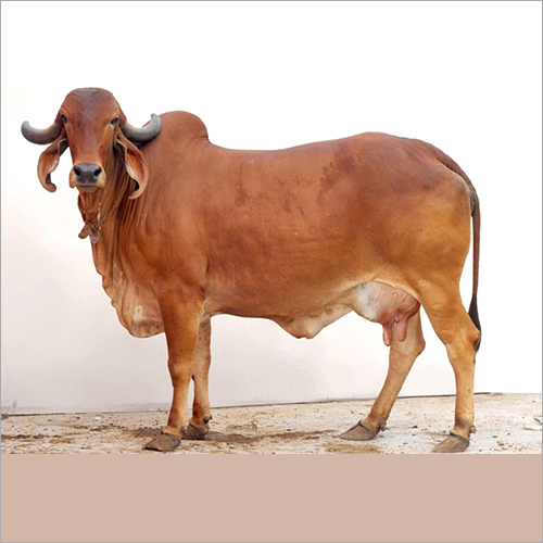 Pure Breed Gir Cow