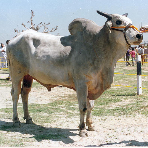 हरियाणवी बैल