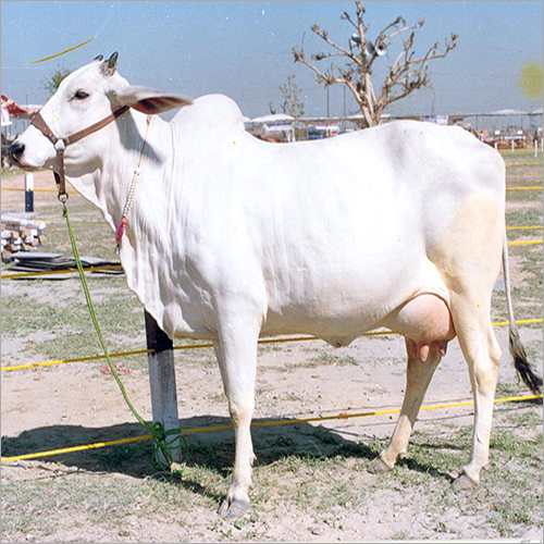 हरियाणवी गाय