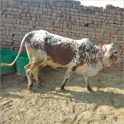 Rathi Cow