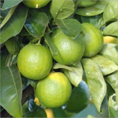 Common Fresh Sweet Lemon