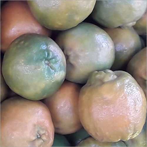 Common Fresh Orange