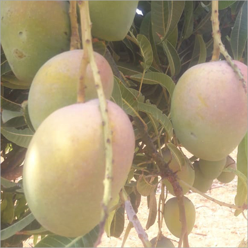 Common Fresh Mango