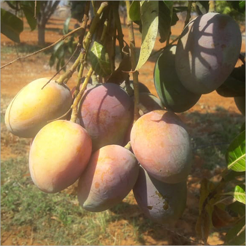Common Fresh Mango
