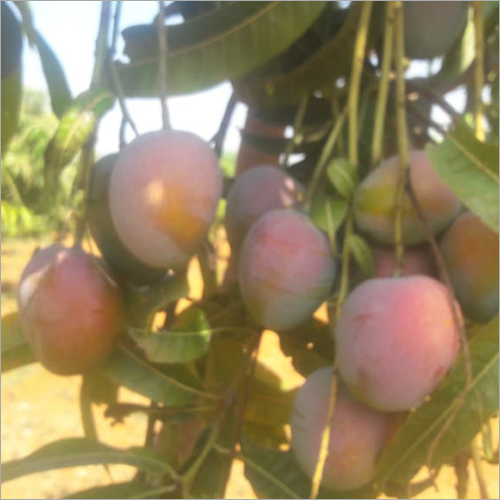 Common Fresh Mango