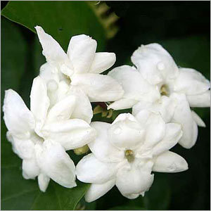 मोतीया आटर्स