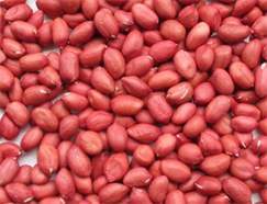 Coimbatore Groundnut Roaster Machine