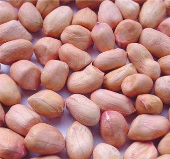 Groundnut Roaster Machine Capacity: 160kg/hr Kg/hr