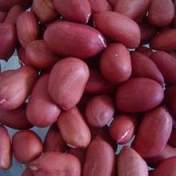 Groundnut Roaster Machine Capacity: 160kg/hr Kg/hr