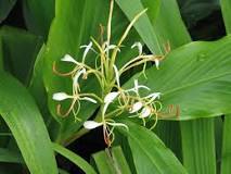 Hedychium Spicatum Dry Extract Direction: As Advised By Physician