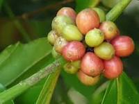 Green Coffee Beans Extract