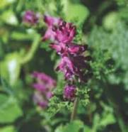 Fumaria Parviflora Dry Extract Direction: As Advised By Physician