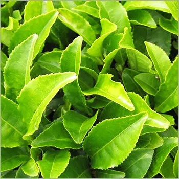 Green Tea Extract - 10:1 Assay, 2 kg Packet, Yellow Brown Fine Powder | Weight Loss Aid, Boosts Immunity, Heart Health, Improved Brain Function