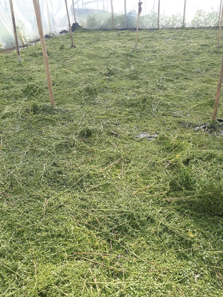 Moringa Leaf Age Group: For Adults