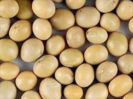 Soybean Origin: Brazil